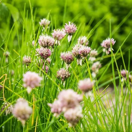 Biohotel Walser Stuba Hotel 3*