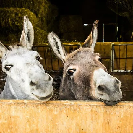 Hotel Biohotel Walser Stuba Riezlern